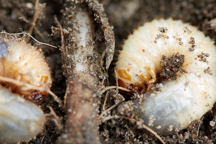 chafers-eat-plant-roots.jpg