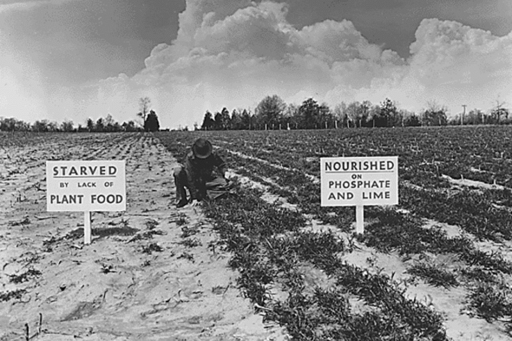 Testing Crops in 1940s Tennessee