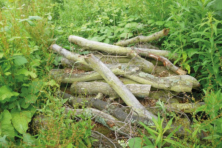 Log piles â€“ suitable habitat for hibernating reptiles, invertebrates and amphibians