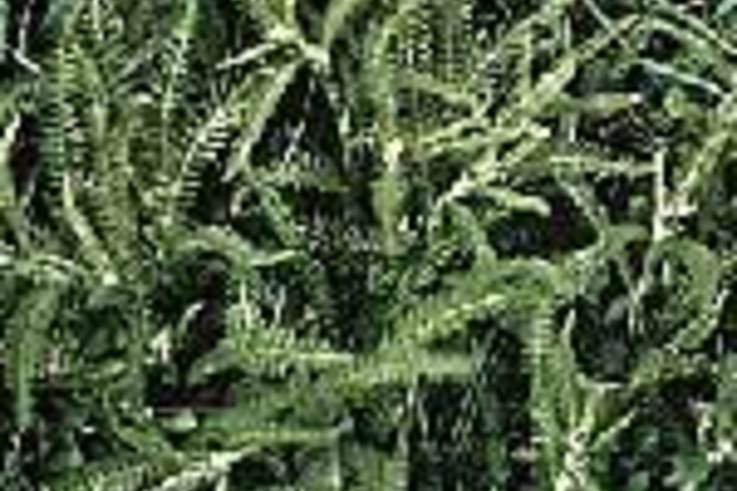 Weed of the Week: Yarrow (Achilles millefolium)
