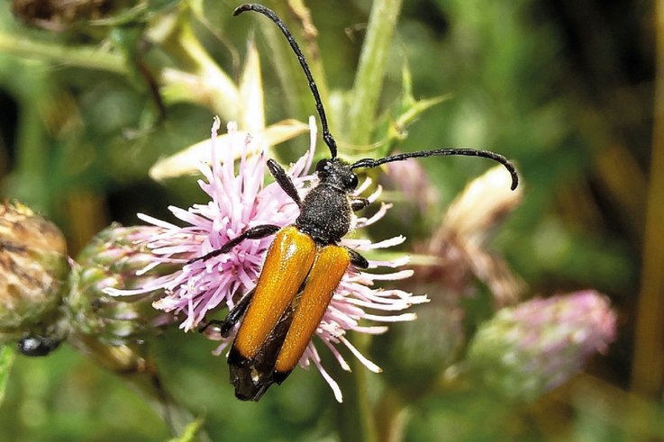 Tawny Longhorn Beetle - Paracorymbia fulva.jpg