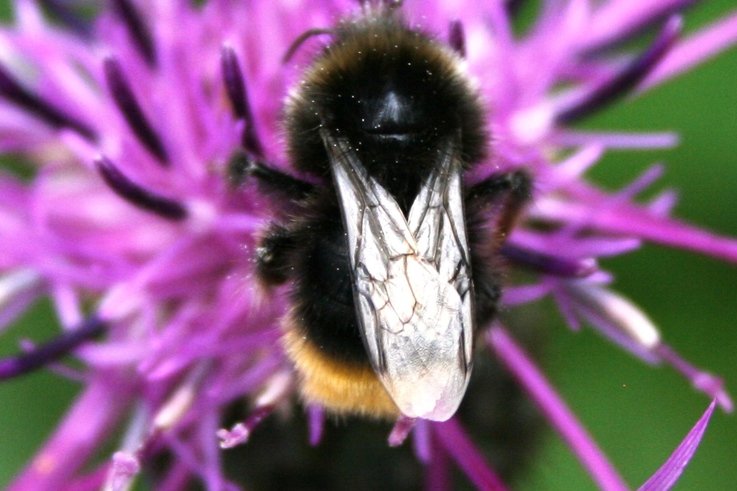 Bee on knapweed