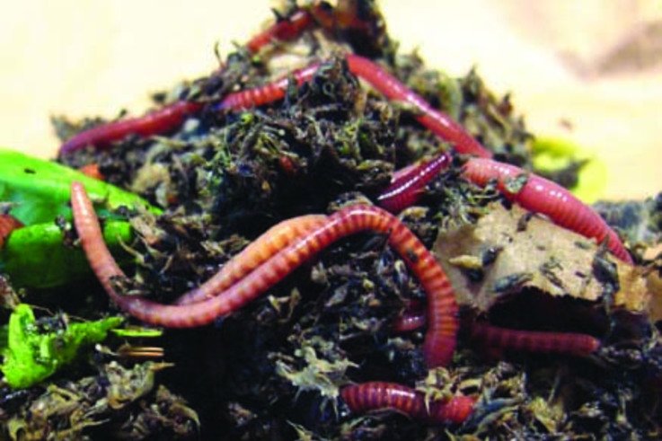 Worms.jpg