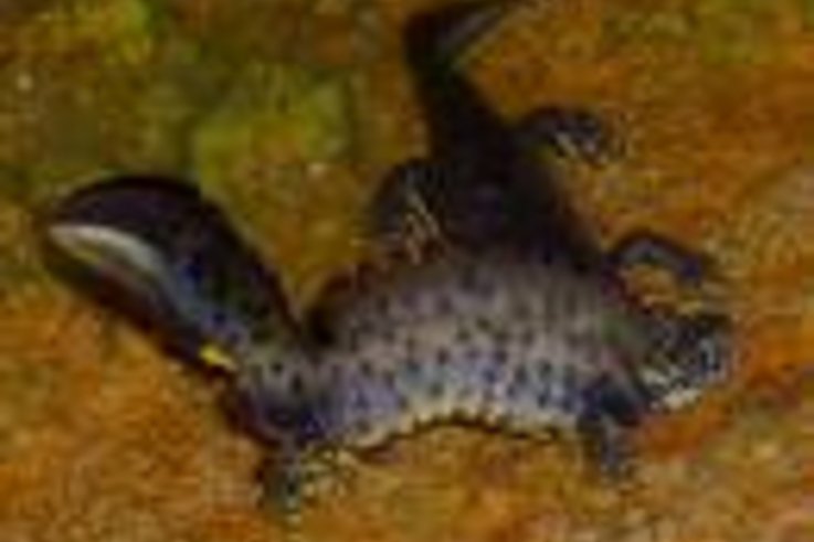 All you ever wanted to know about Newts