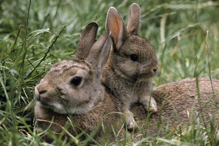 mother-and-young-european-rabbits-pictures.jpg