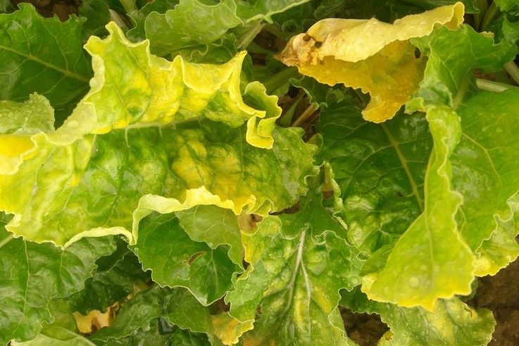 beet leaf infected with yellows virus.jpg