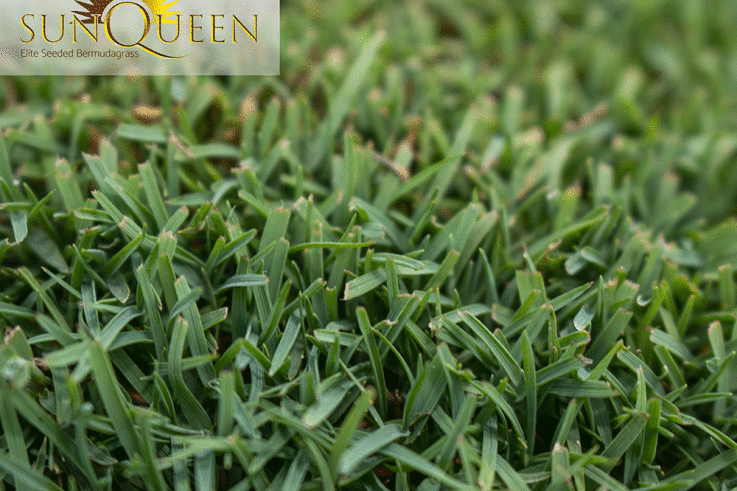 sun-queen-seeded-bermudagrass-atlas-turf-international-pure-seed.gif