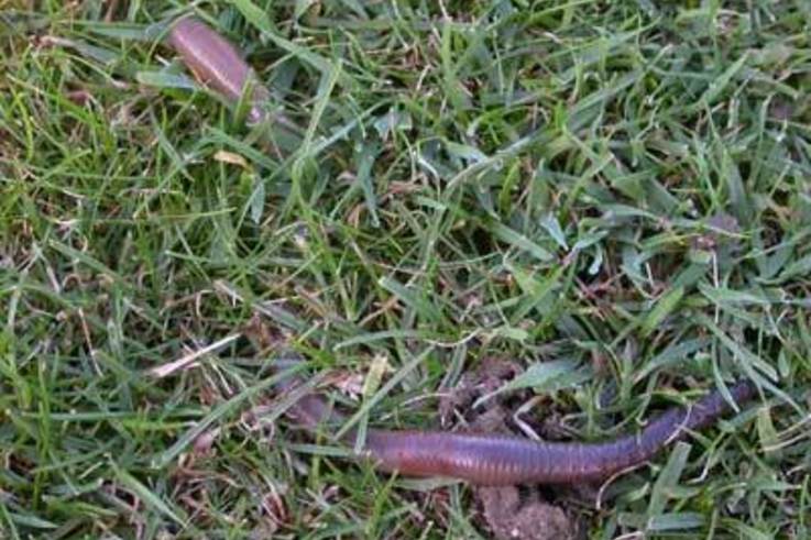 Earthworms: Friend or Foe?