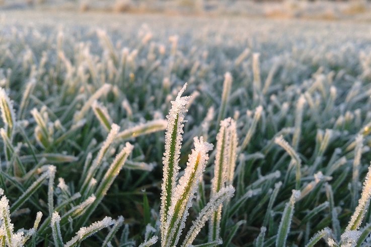 Frost close up