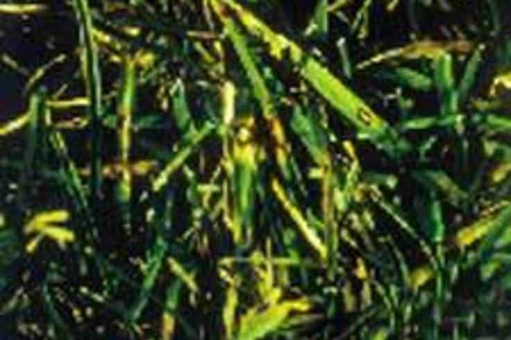 Facts about Leaf Spot and Melting out Disease