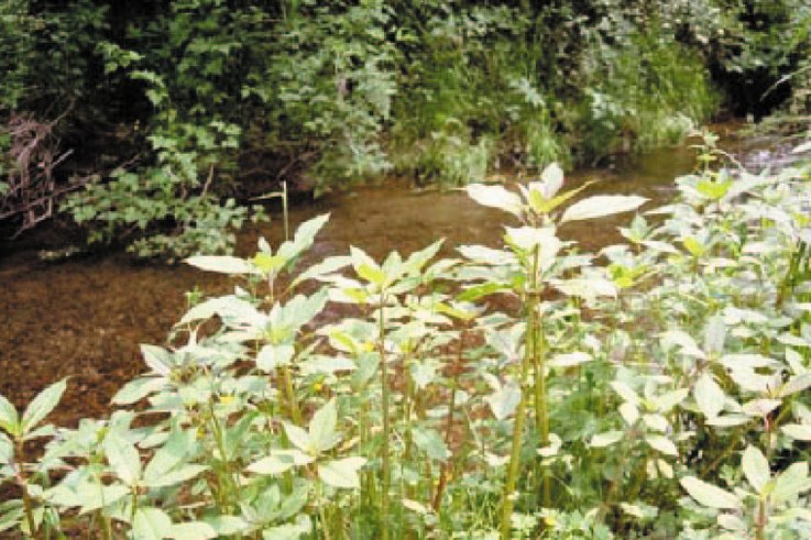 Aquatic and Riparian Weeds - The war on weeds in water