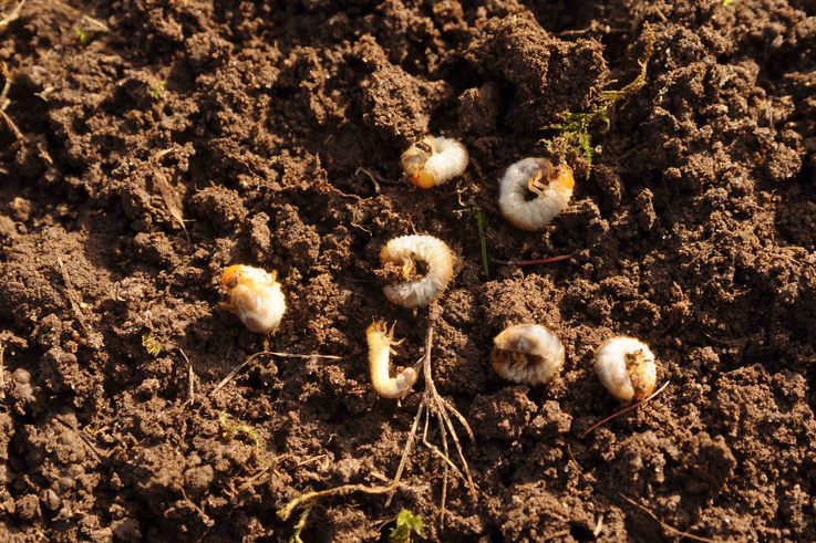 Chafer grubs in soil of a racecourse