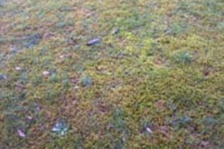 Facts about Algae & Moss on Sports Surfaces