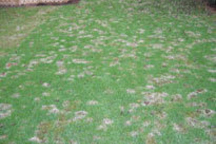 Fusarium – Thousands of lawns affected