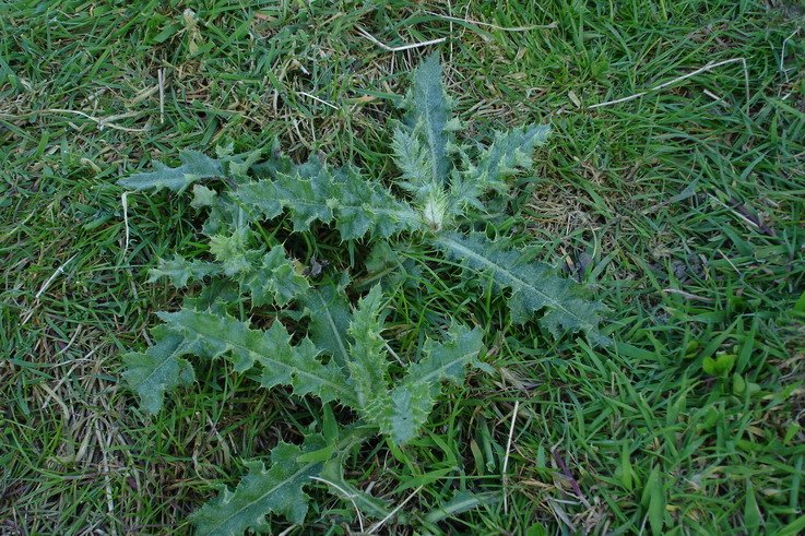 Creeping thistle stands out in grassland for easy spot application.JPG