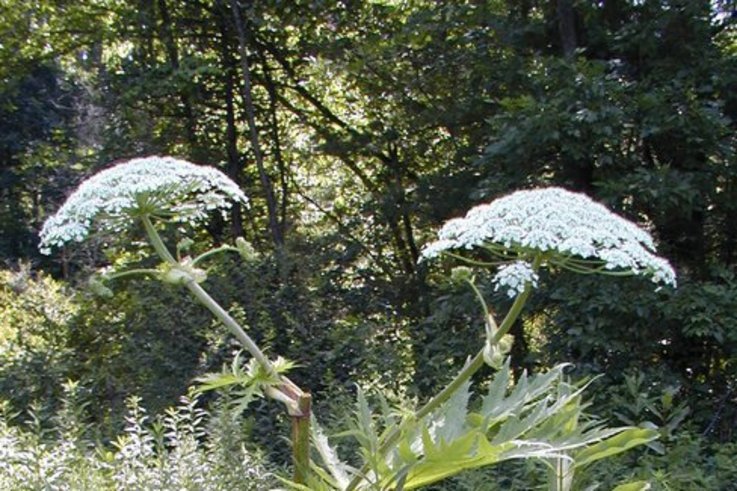 Giant Hogweed in flower
