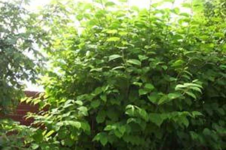 'I struggled to sell my home because of Japanese knotweed growing in the vicinity'