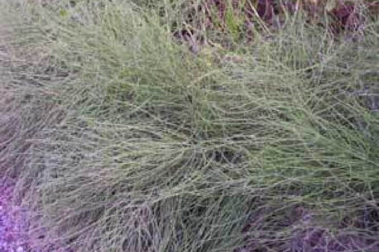 Weed of the Week:  Horsetail  Equisetum arvense