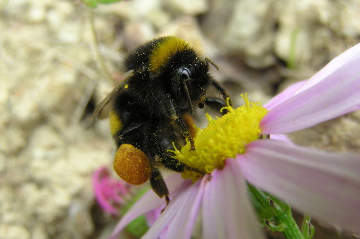 1280px Bumblebee 05