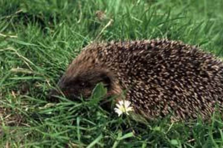 New report suggests a continuing decline in hedgehogs