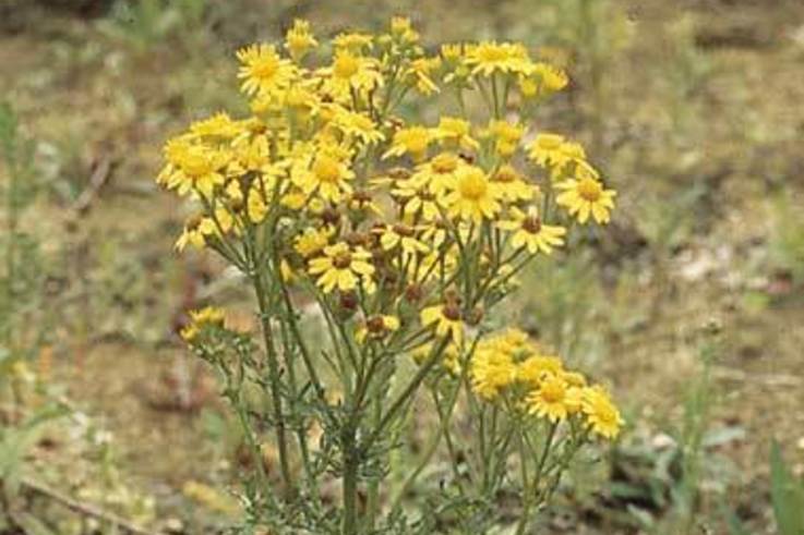 Autumn ideal time to control Ragwort