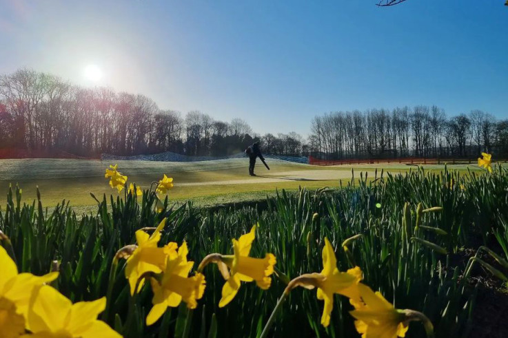 Ingestre Park Golf Club_daffodils.jpg