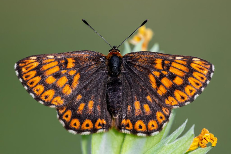 Duke-of-Burgundy butterfly.jpg
