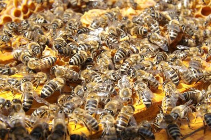 Bees Pixabay