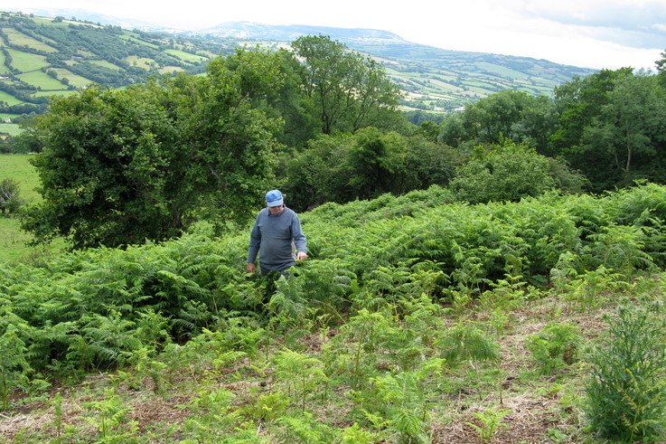The results (foreground) of \'WeedSwiping\' bracken in Wales.jpg