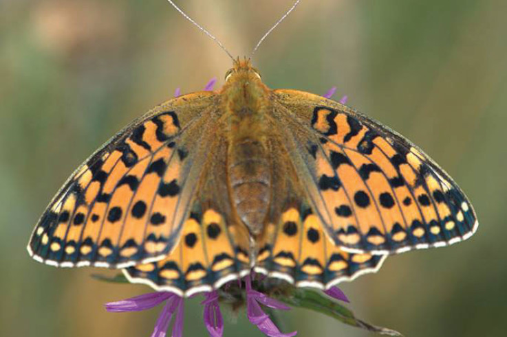 Dark-Green-Fritillary-butterfly-PC-Patrick-Cashman-(rspb-images).jpg
