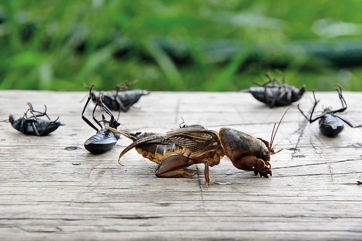 Dead-insects-in-the-foreground-mole-cricket-in-mortal-agony