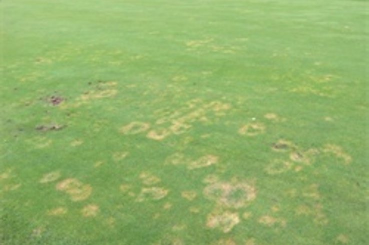 Take a strategic approach to combat fungal turf disease this autumn
