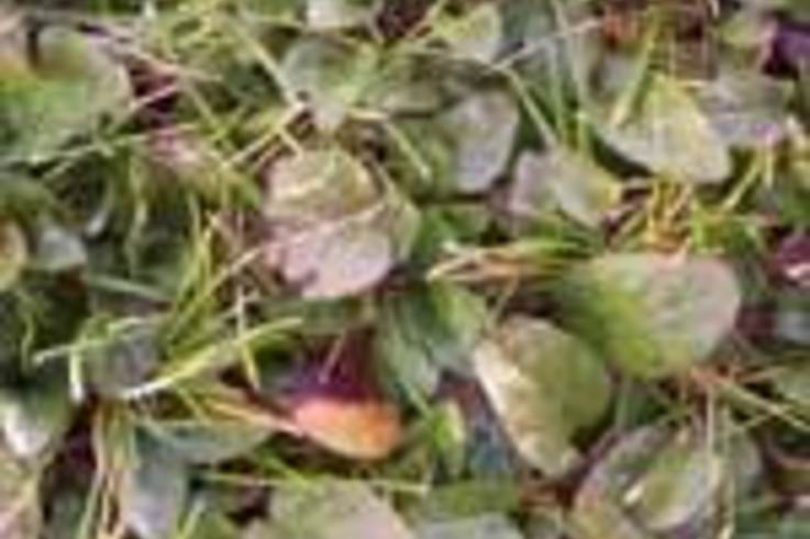 Weed of the Week:  Common selfheal (Prunella vulgaris L )
