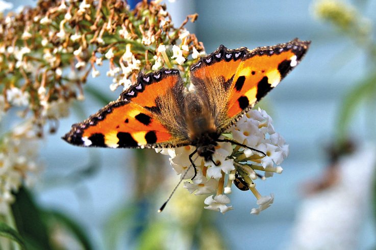 Aglais urticae butterfly