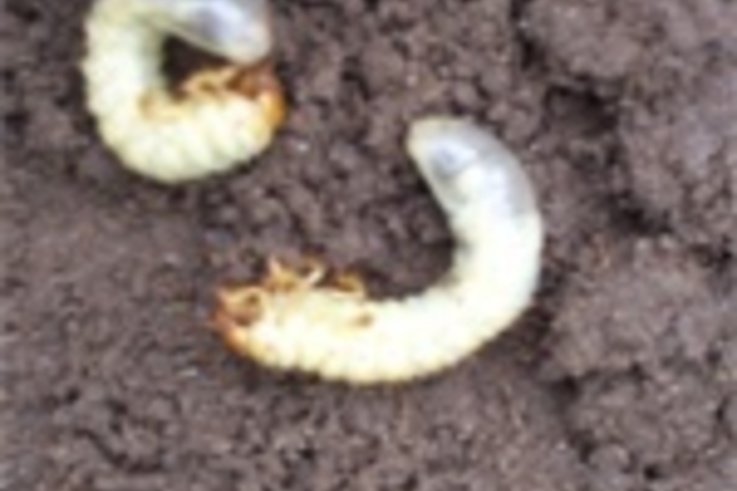 Have you some spare Chafer Grubs?