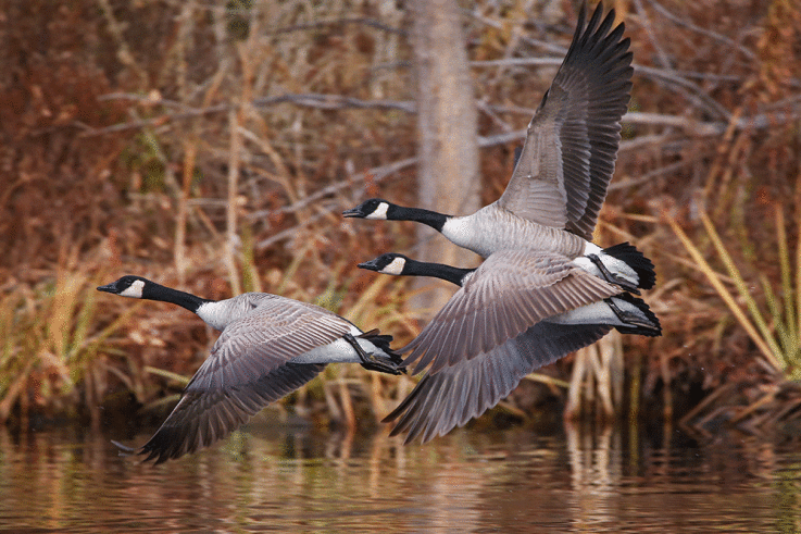 Canada-Geese.gif