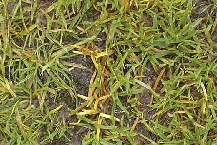 Anthracnose pic