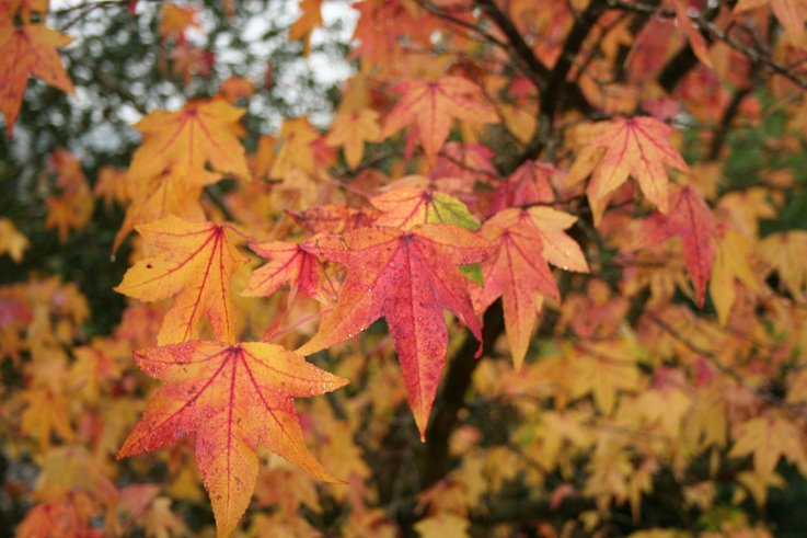 maples autumn colour