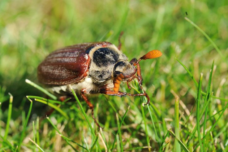 Cockchafer - May Bug Mr