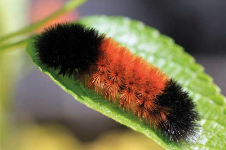 Moth Wooly Bear caterpillar