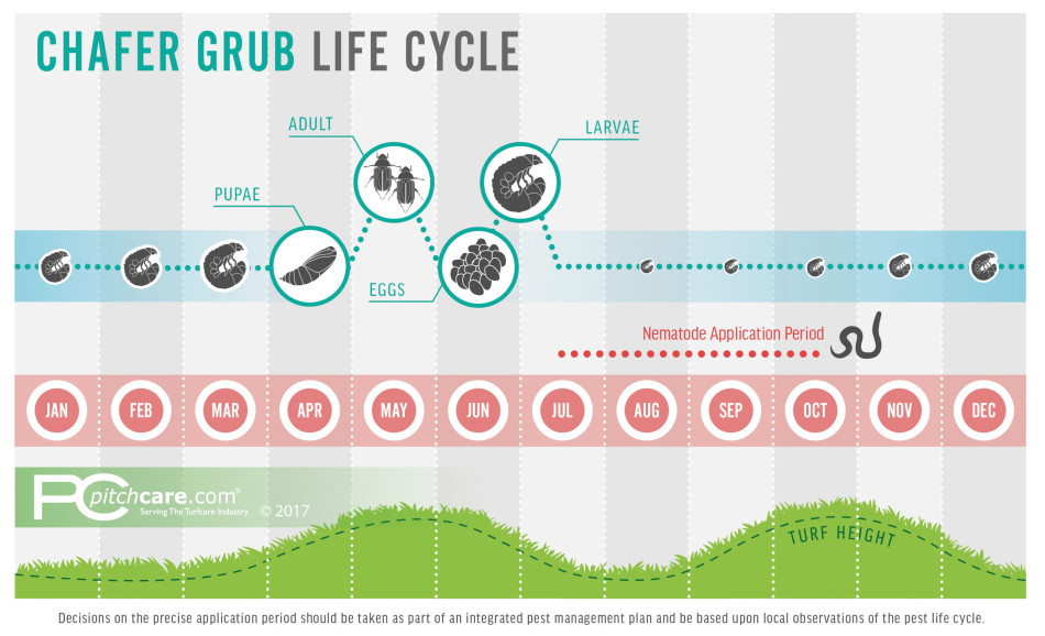 Chafer Grub Life Cycle