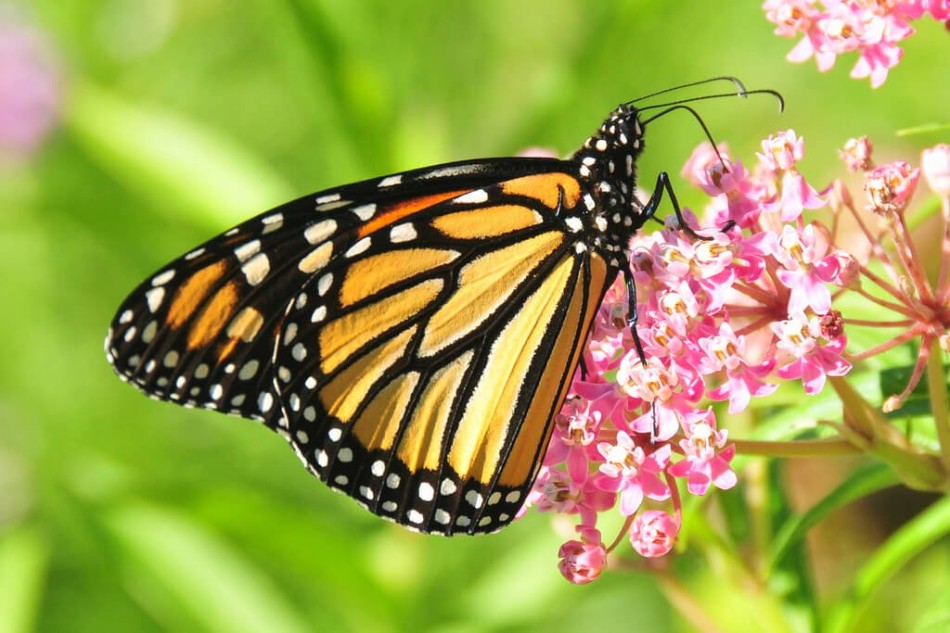 The ultimate guide to butterflies and how to prevent their decline ...
