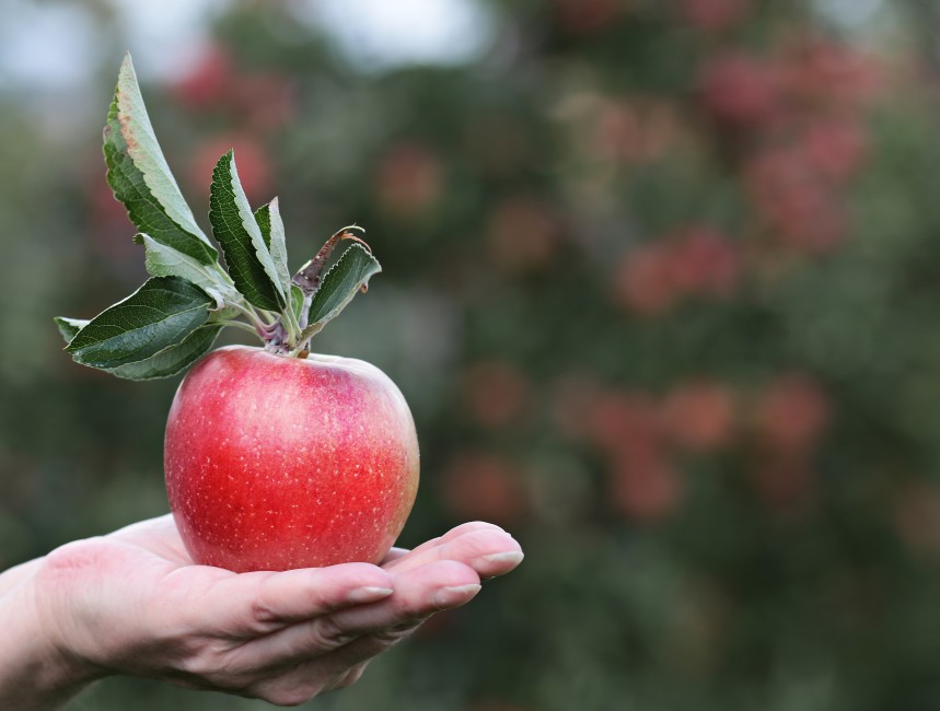 Decision Time For My 'Air-Pot Mini-Orchard' Apple Trees