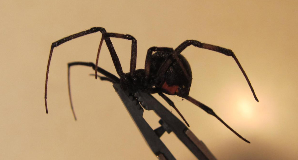 Black Widow spider, Female