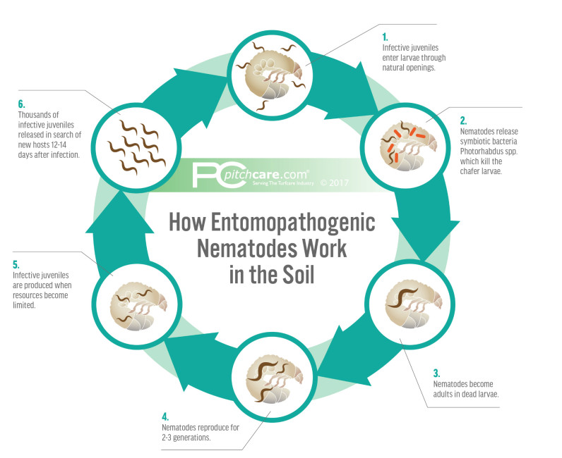How Entomopathogenic Nematodes Work in the Soil