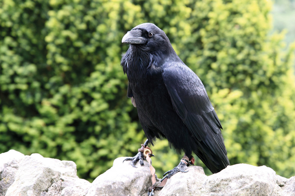 Scottish Natural Heritage Issues Licence For Mass Raven Cull In 5 Year ‘experiment Pitchcare