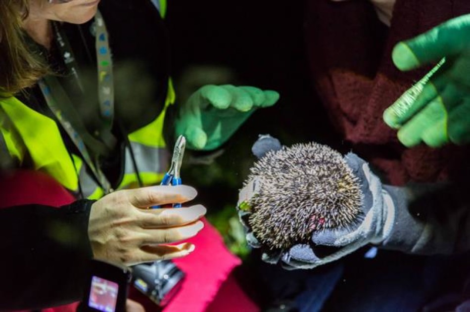 Nocturnal hedgehog study. Image: Matt Haworth/Royal Parks Foundation