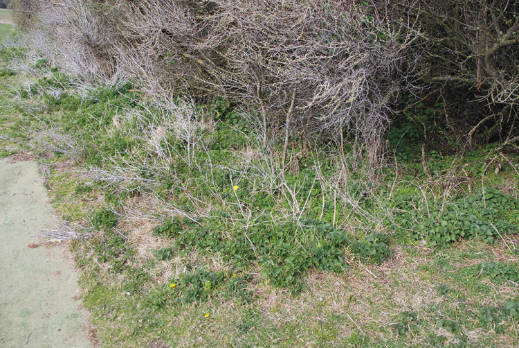 Sea Buckthorn The Scourge Of The Links Pitchcare