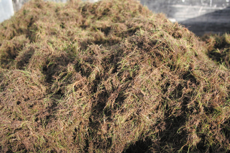 Moss can be a temporary problem following drought or waterlogging