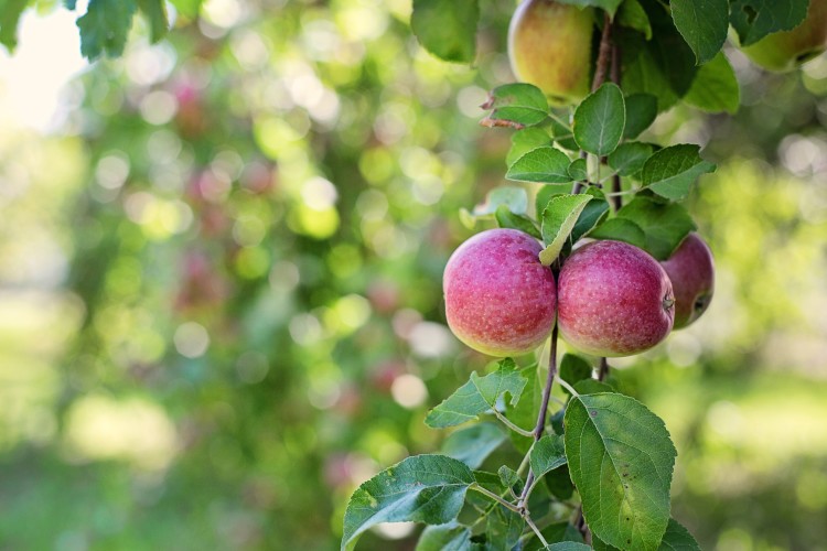 Decision Time For My 'Air-Pot Mini-Orchard' Apple Trees